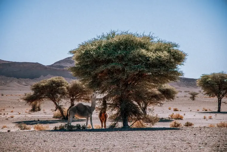Merzouga 4WD Desert Tour – Explore the Sahara Beyond the Dunes — photo