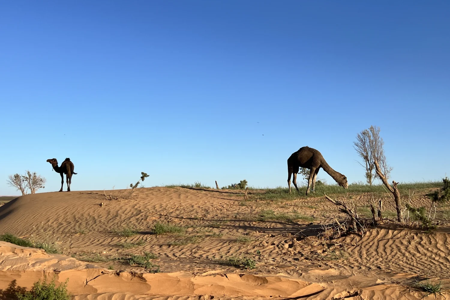 16 Days tour from Casablanca to Marrakech