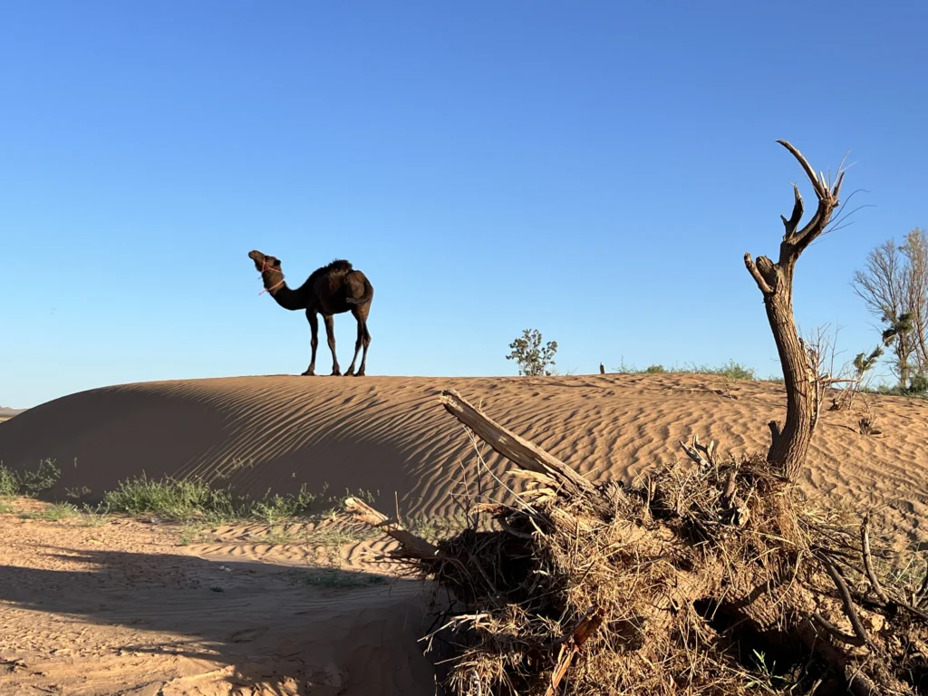 Best Time to Visit the Sahara Desert