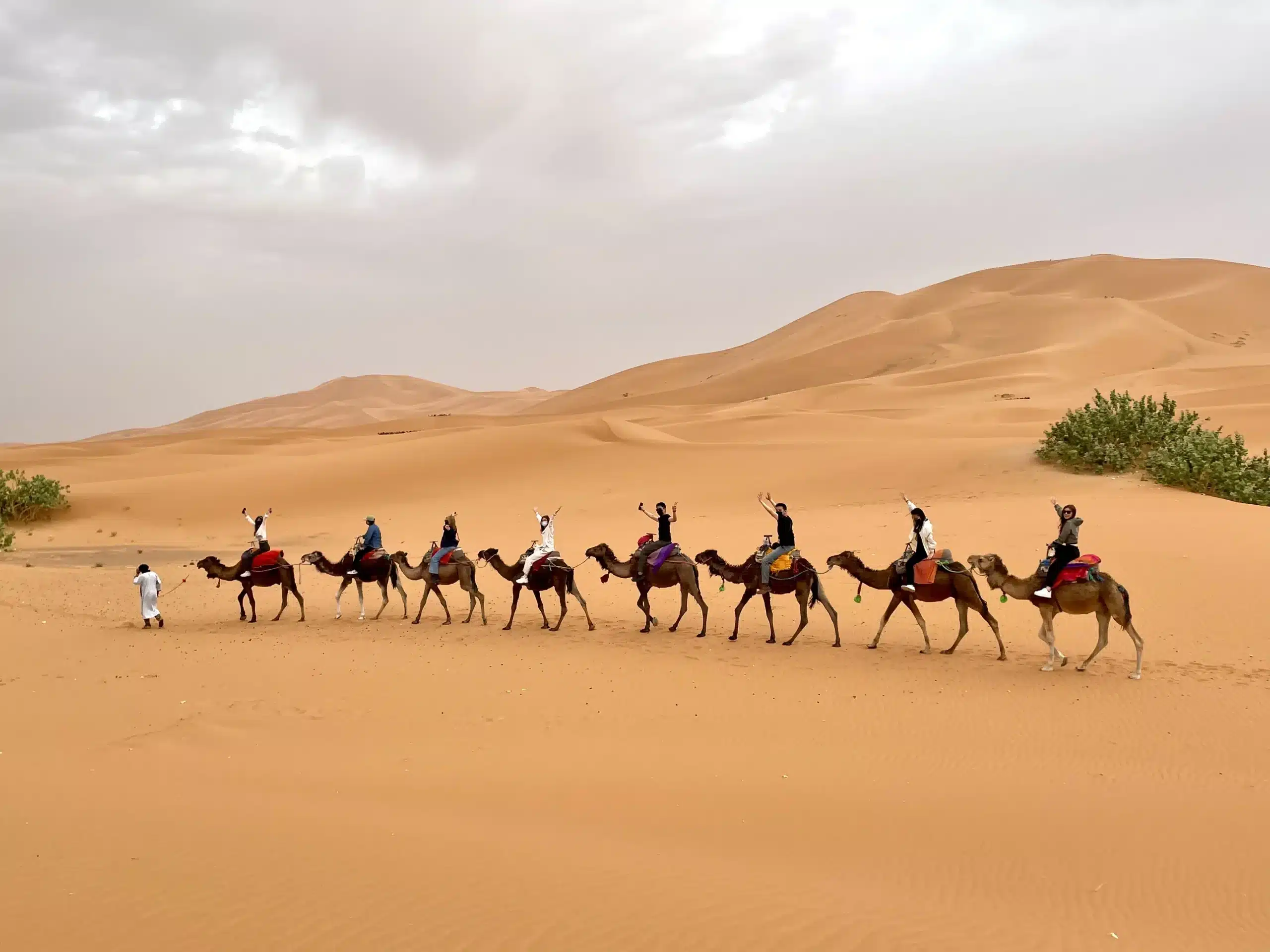 Camels walking on golden sand dunes in Merzouga Sahara Desert Morocco