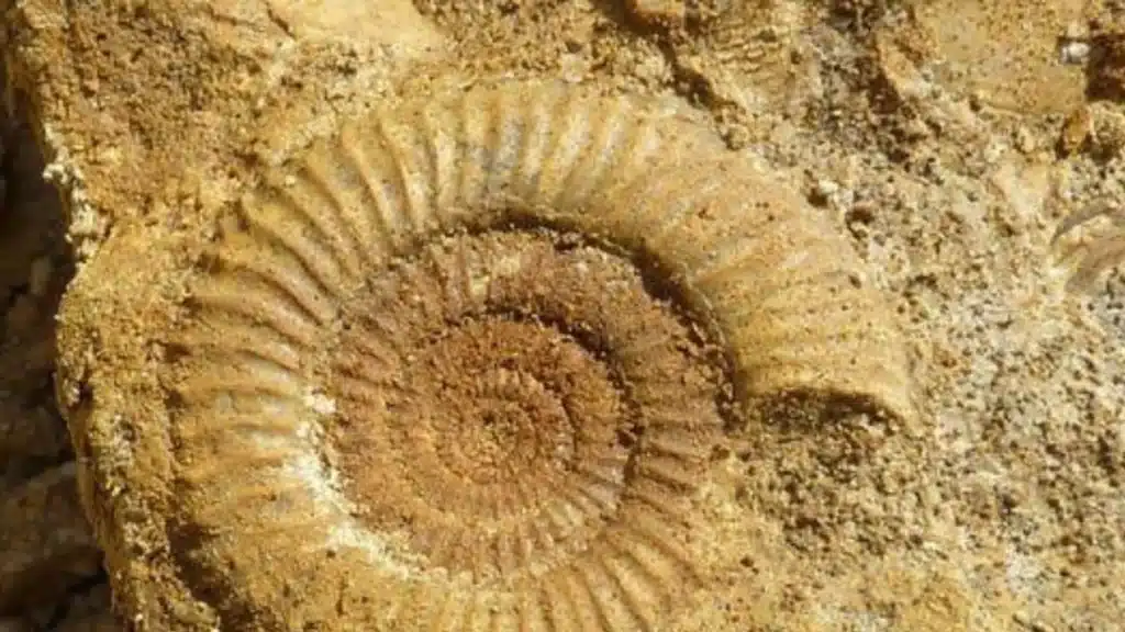 Fossil Exploration in Merzouga Fossil Exploration in Merzouga