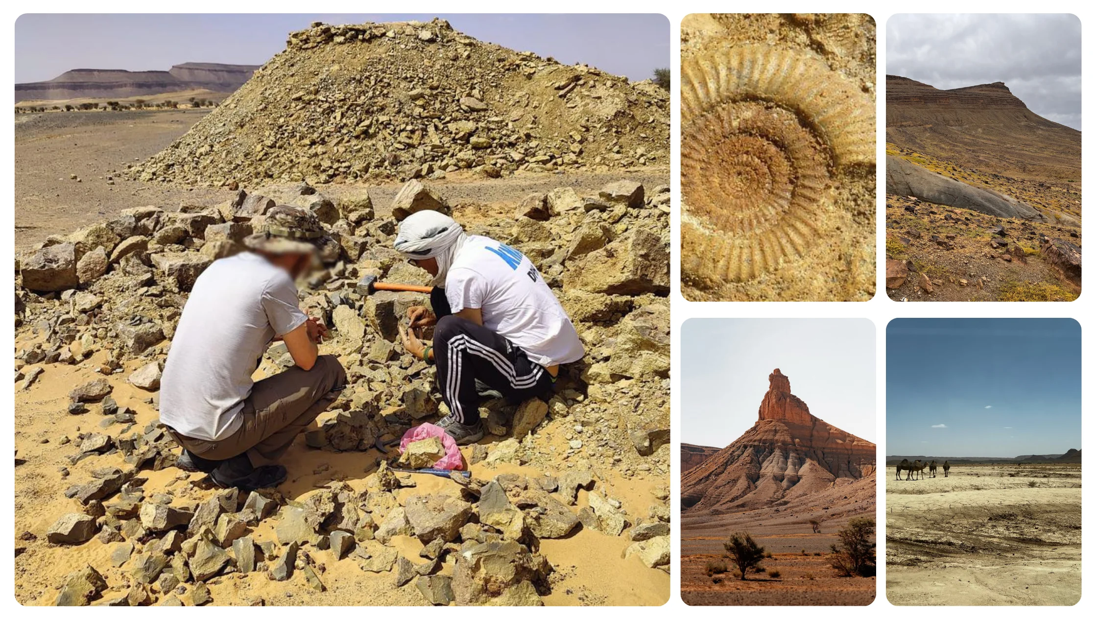 Fossil exploration in the desert near Merzouga Morocco